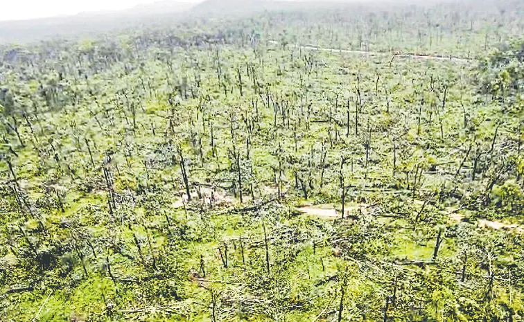 Mystery of the tornado In Medaram forest