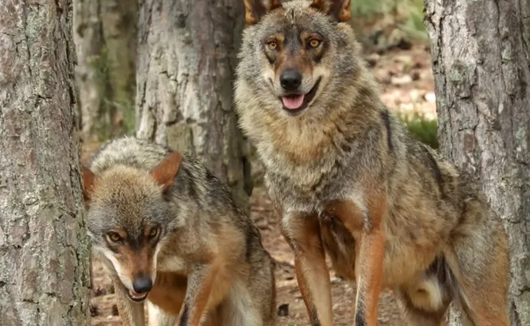 UP forest official says revenge angle behind wolves attacks