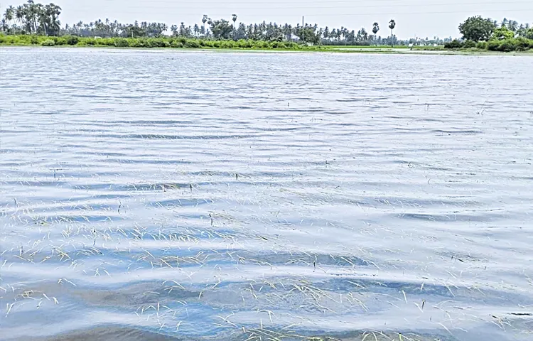 Thousands of acres of crops are submerged