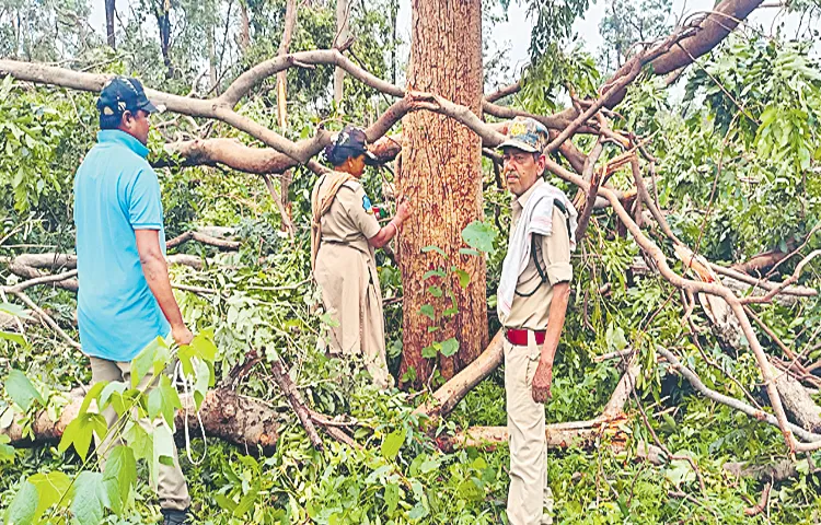 Preliminary report that 70 thousand trees have been damaged