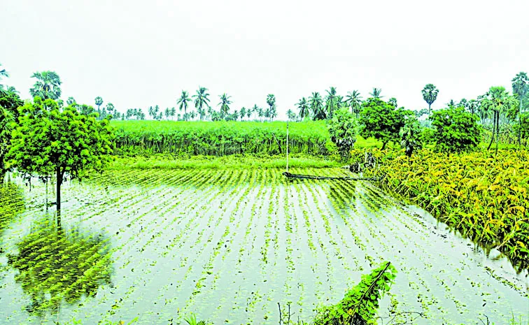 Heavy rain damages standing crops over 4. 54 lakh hectares: Andhra pradesh