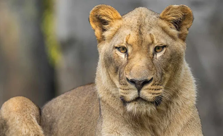 Zookeeper Mauled to Death by Lion in Nigeria After Leaving Protective Gate Open