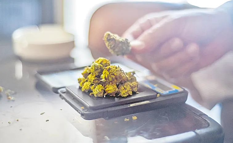 teen ganja addicts on rise: telangana