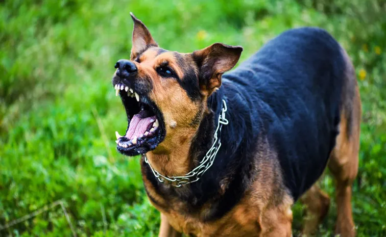 Australian woman arm bitten off in dog attack