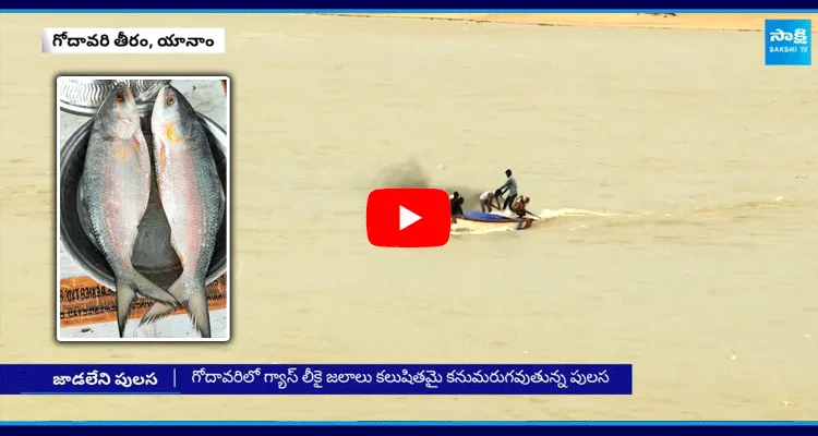 Godavari Special Costly Fish Pulasa