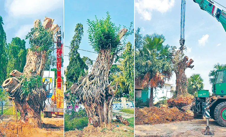 Banyan Tree Transplantation in Hyderabad