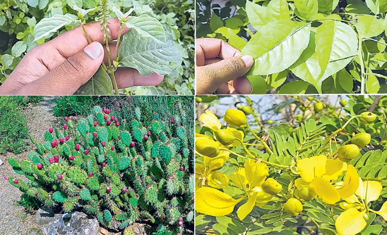 medicinal plants disappearing in telangana