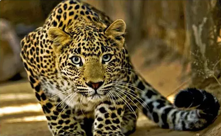 Forrest Officers Searching for Cheetah in Nandyal 