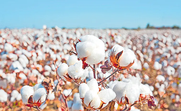 Cotton prices fell in the market farmers worry