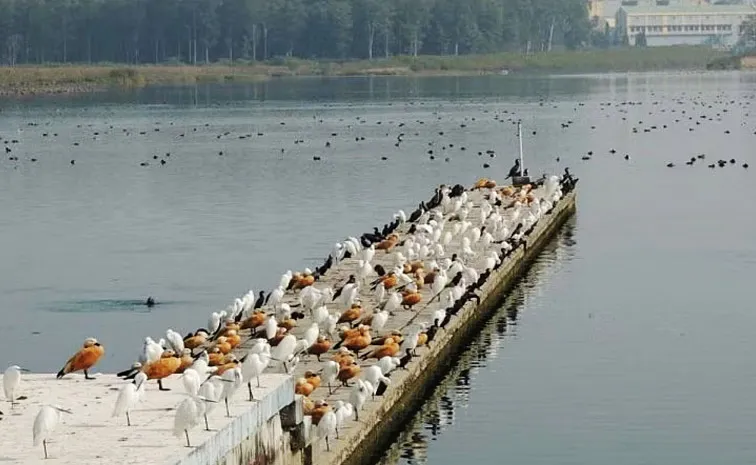 Migratory Birds at Asan Conservation Reserve