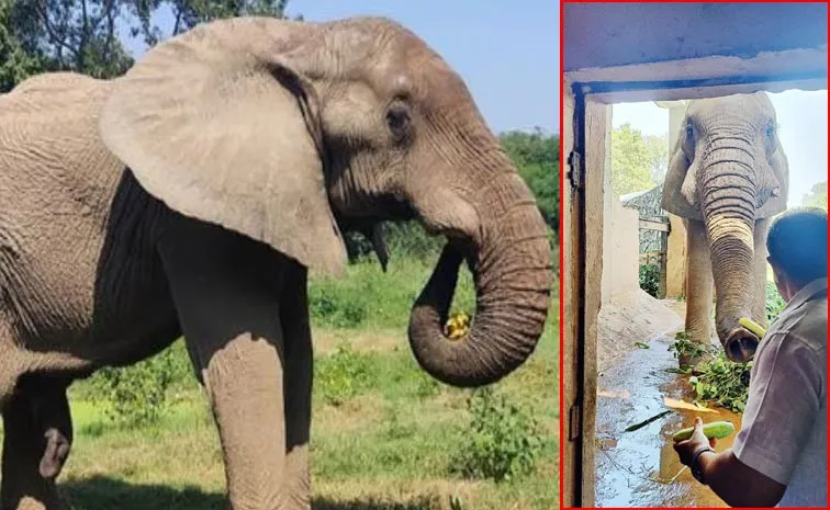 Kirti Vardhan Singh Efforts Pay Off Elephant Shankar Roams Free in Enclosure