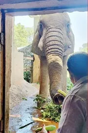 Kirti Vardhan Singh Efforts Pay Off Elephant Shankar Roams Free in Enclosure12