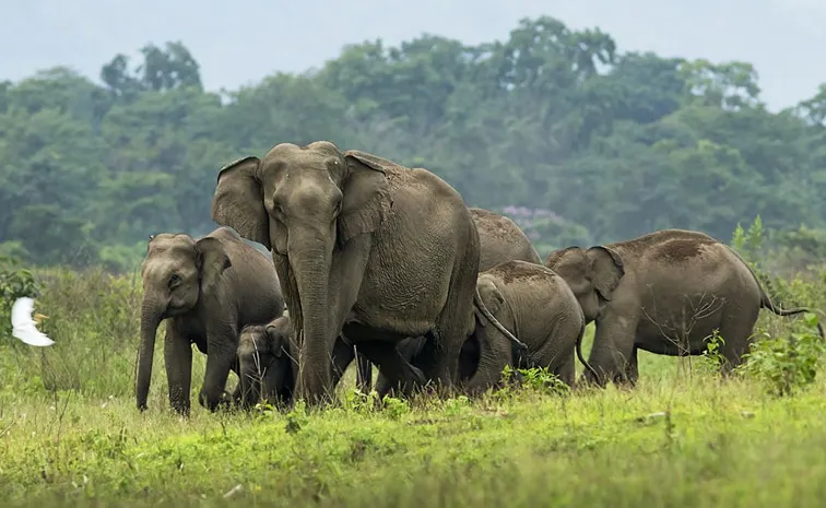 Elephants Came to Bihar from Nepal