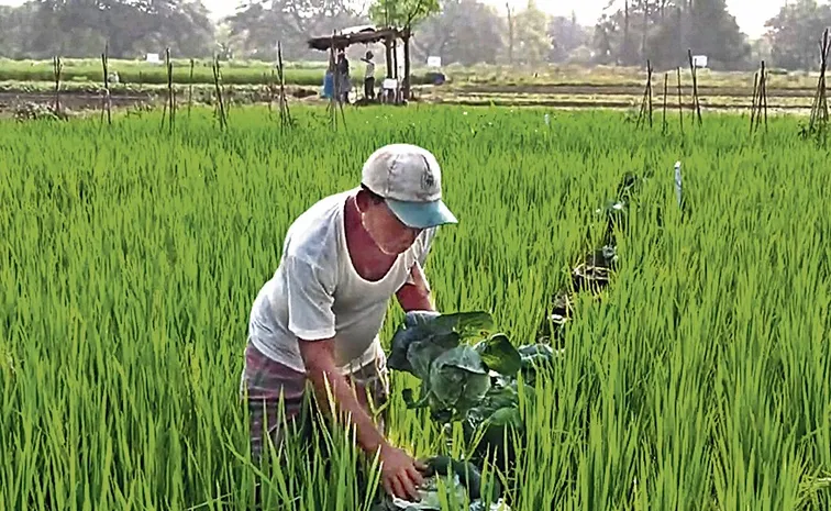 Cultivation of vegetables in  paddy with gunny bags