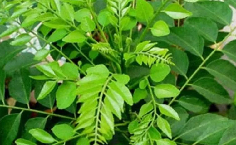 Is chewing raw curry leaves good  for health check here