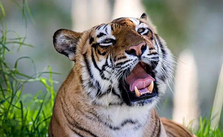 Vet remove bone stuck in to a tiger's teeth video goes viral