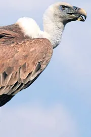 Endangered vultures in India