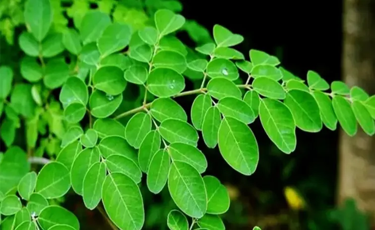 Aamazing benefits of Moringa and recipes