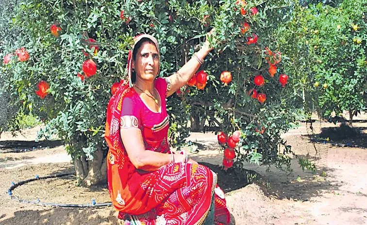 Rajasthan woman farmer grows organic Frming, gets Rs 38 lakh turnover from just 1. 25 acres