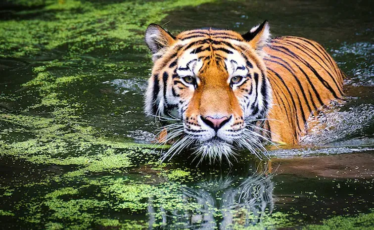 Due To H5N1 Bird Flu Virus several Tigers deceased In Vietnam Zoos