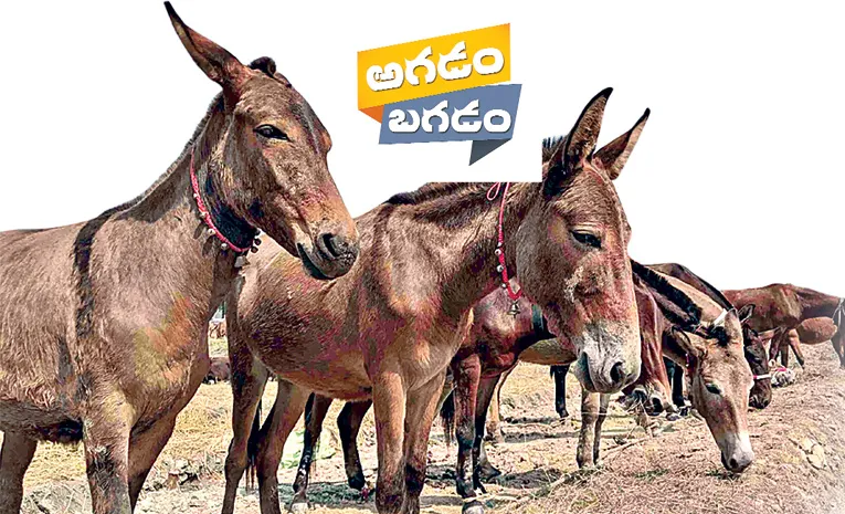 biggest donkey market in rajasthan