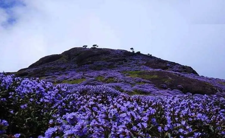 Why Neelakurinji Flowers Only Once In 12 Years