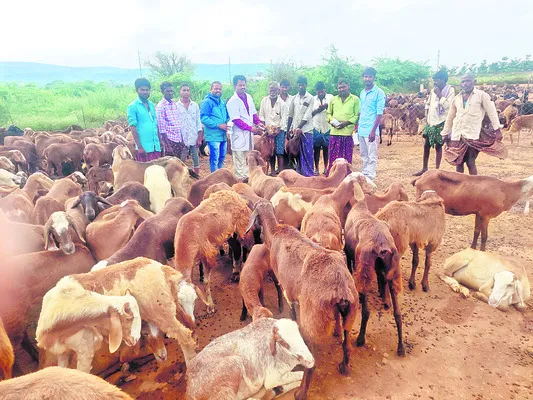 నట్టల నివారణతో జీవాల్లో ఎదుగుదల