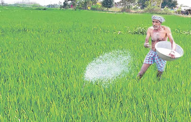 Distribution of rice and other seeds from 25th