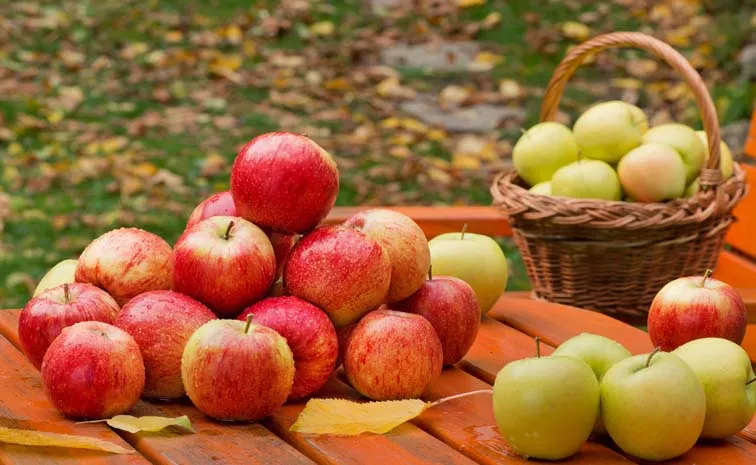 Learn More About Different Types Of Apples