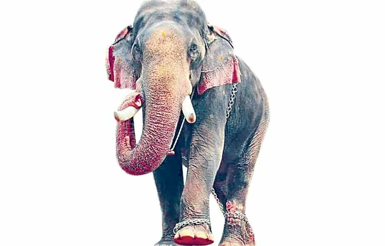 Elephants shaking Parvathipuram Manyam district