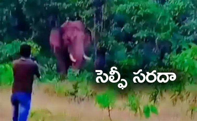 Selfie Gone Wrong: Wild Elephant Tramples Labourer To Death In Maharashtra