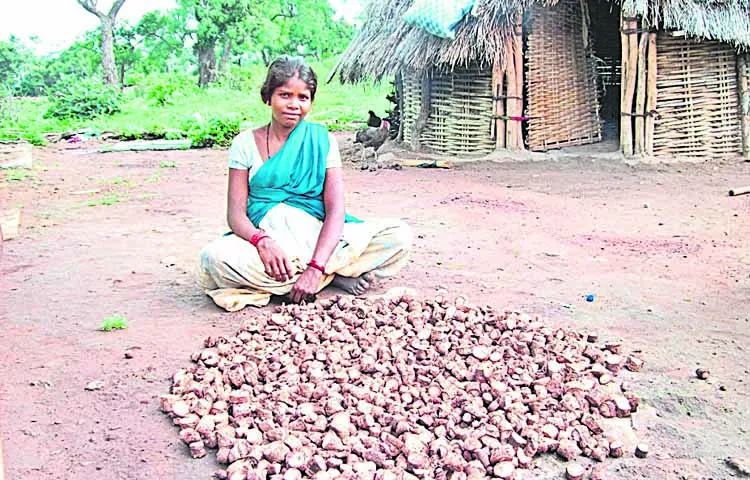 Forest products are the mainstay of Chenchulu