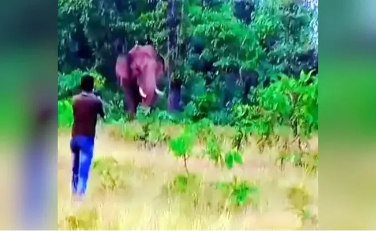 Man Tried To Take Selfie With Elephant And Lost Life