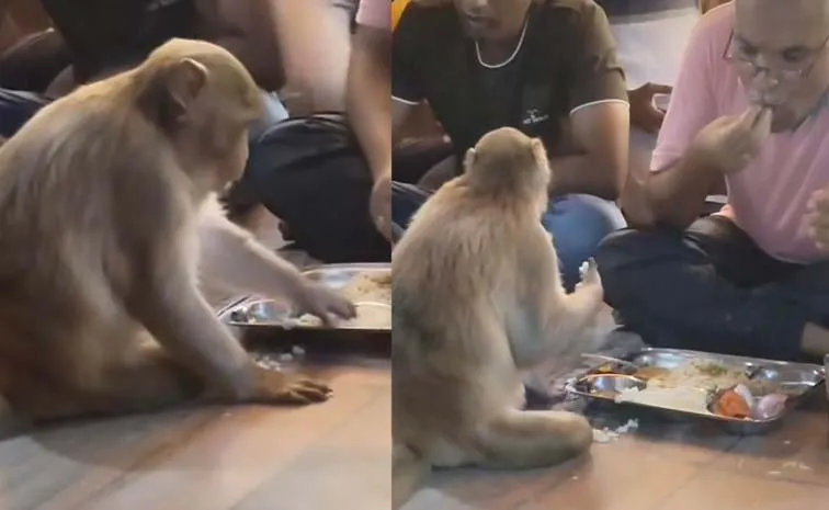 Monkey Joins Man For A Meal Goes Viral On Social Media