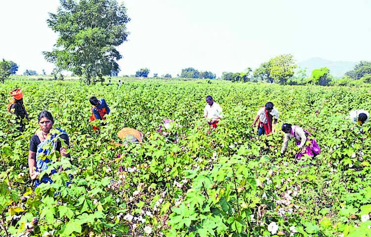 Shortage of workers for cotton picking