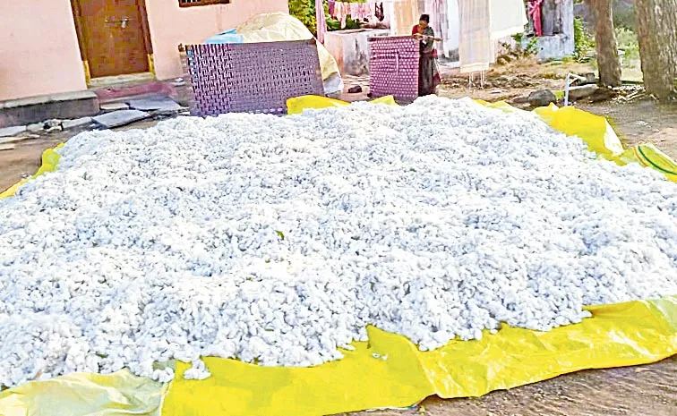 Cotton Farmers Concerned On Cotton Price Fallen: Telangana