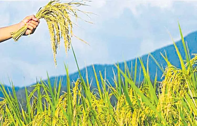 Voluntary free crop insurance from Rabi season  Implementation of registration method