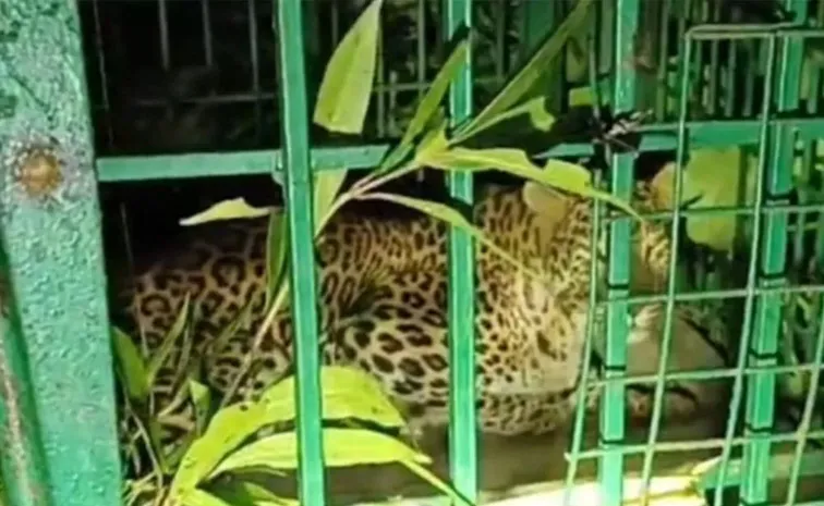 Leopard Caught in Sujauli