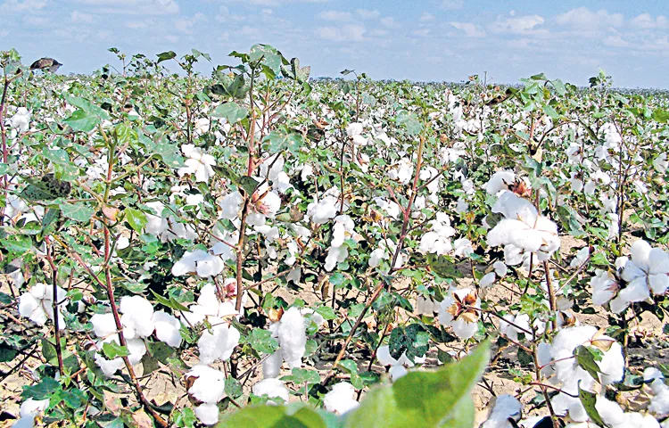 Rose pest is causing irreparable damage to the farmers