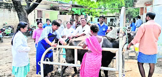 పశువులకు టీకాలు తప్పనిసరి 
