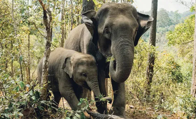 Elephants Death Mystery In Madhya Pradesh's Bandhavgarh