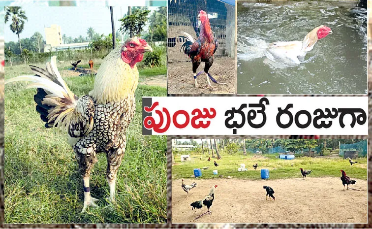 sankranti 2025 special training for cocks in westgodavati district