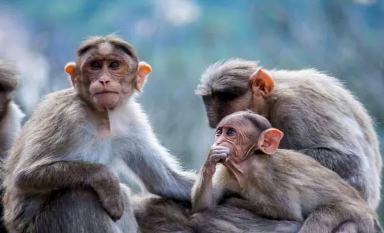 Feeding monkeys in in city not benefiting them: HC to agencies