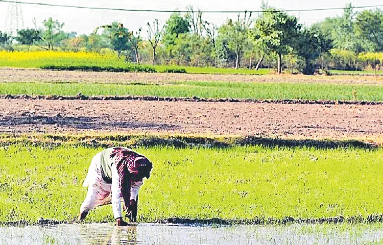 Farmers are loss in the Kharif season