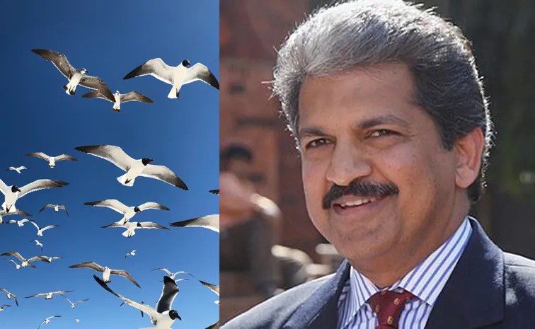  Anand Mahindra shares video of birds says about team work