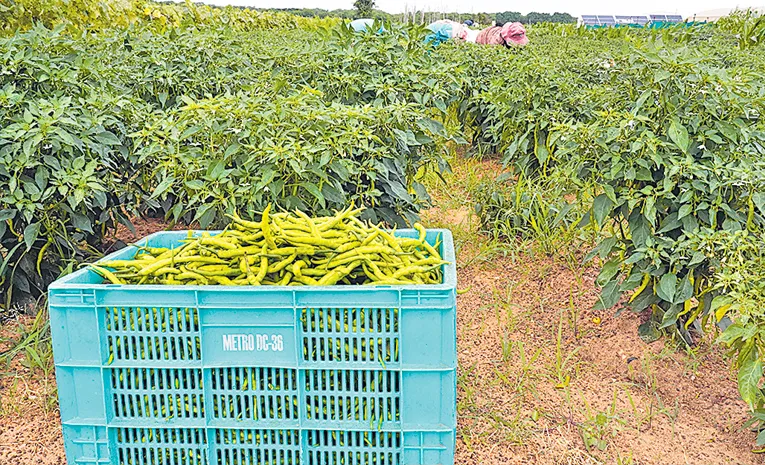 Organic vegetables Balcony Gardening a special story