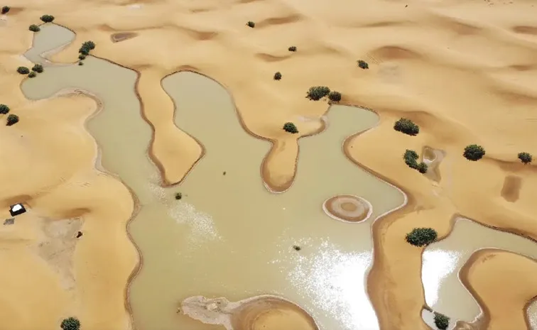 Sahara Desert Rainfall Water Amid the Palm Trees