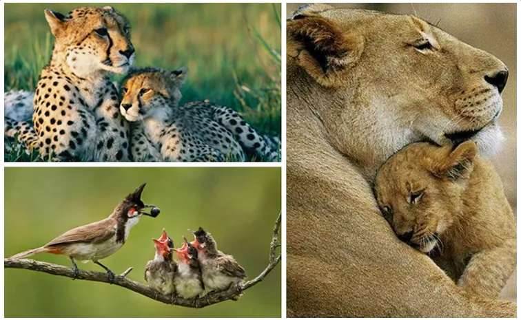 Nature Animal Mothers Love Towards Their Babies Plays Crucial Role