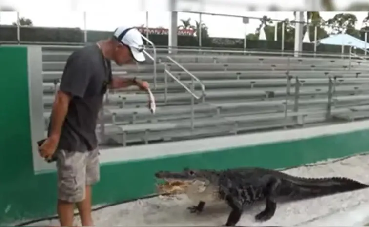 Florida Star Wars-loving alligator Darth Gator Imperial March moment