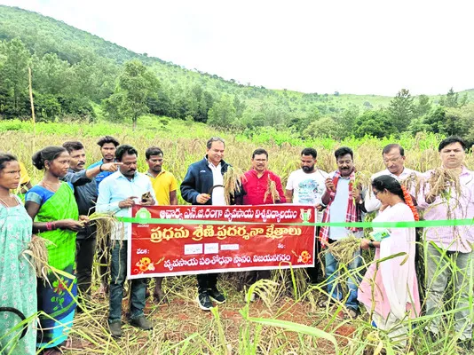 సిరిసామ పద్ధతిలో మంచి దిగుబడి 